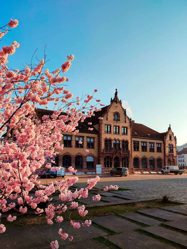 Sonne, Kirschblten, Blumenmeer – in Freiburg ist Frhling.