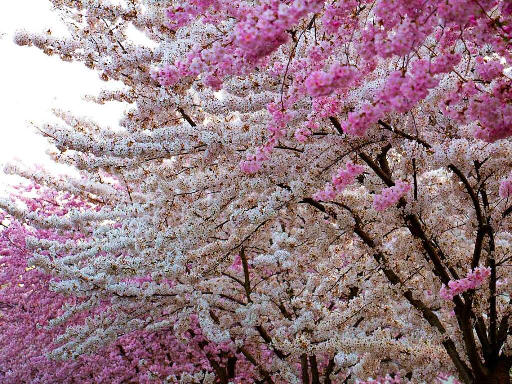 Sonne, Kirschblten, Blumenmeer – in Freiburg ist Frhling.