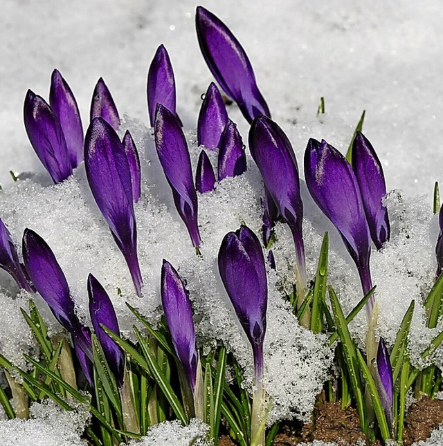 Zum Ende der Woche ist Schnee vorausgesagt.  | Foto: Volker Mnch