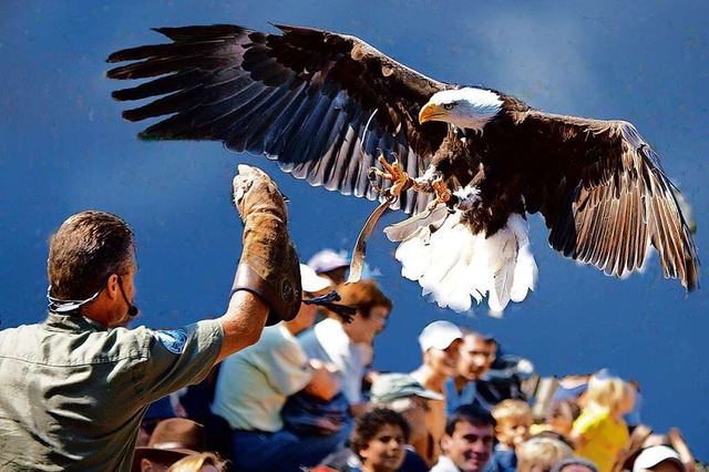 Aufregend: Greifvogelflugshow im Vogelpark Steinen  | Foto: Vogelpark Steinen