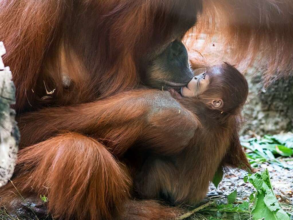 Eine Orang-Utan-Mama  knutscht ihr Baby im Basler Zoo.