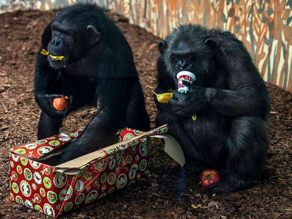 Weihnachtsgeschenke im Zoo in Veszprem, Ungarn