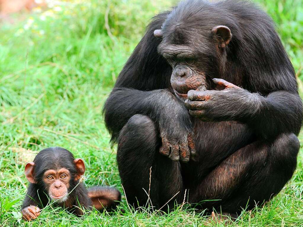 Mutter und Kind Schimpanse im  Serengeti-Park bei Hodenhagen