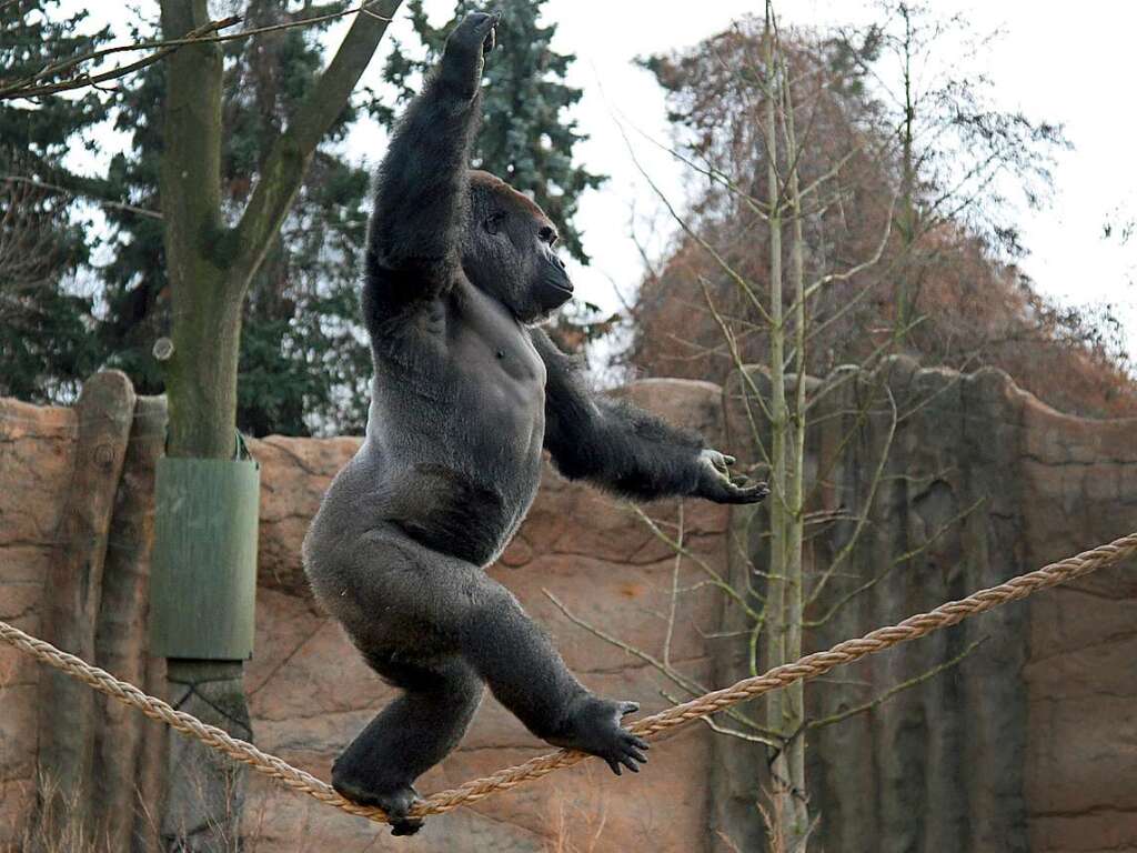 Ein Gorilla beim Seiltanz im Zoo von Krefeld