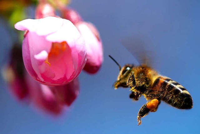 Eine Biene sammelt bei Sonnenschein Pollen in einer Kirschblte.  | Foto: Sven Hoppe (dpa)