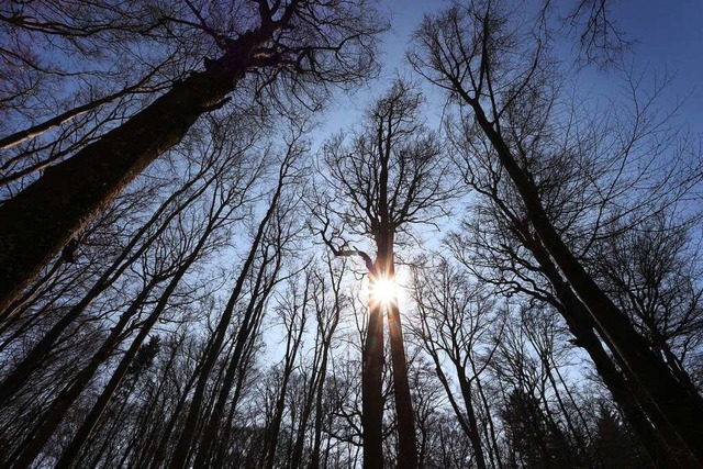 Trockenheit im Wald  | Foto: Karl-Josef Hildenbrand (dpa)