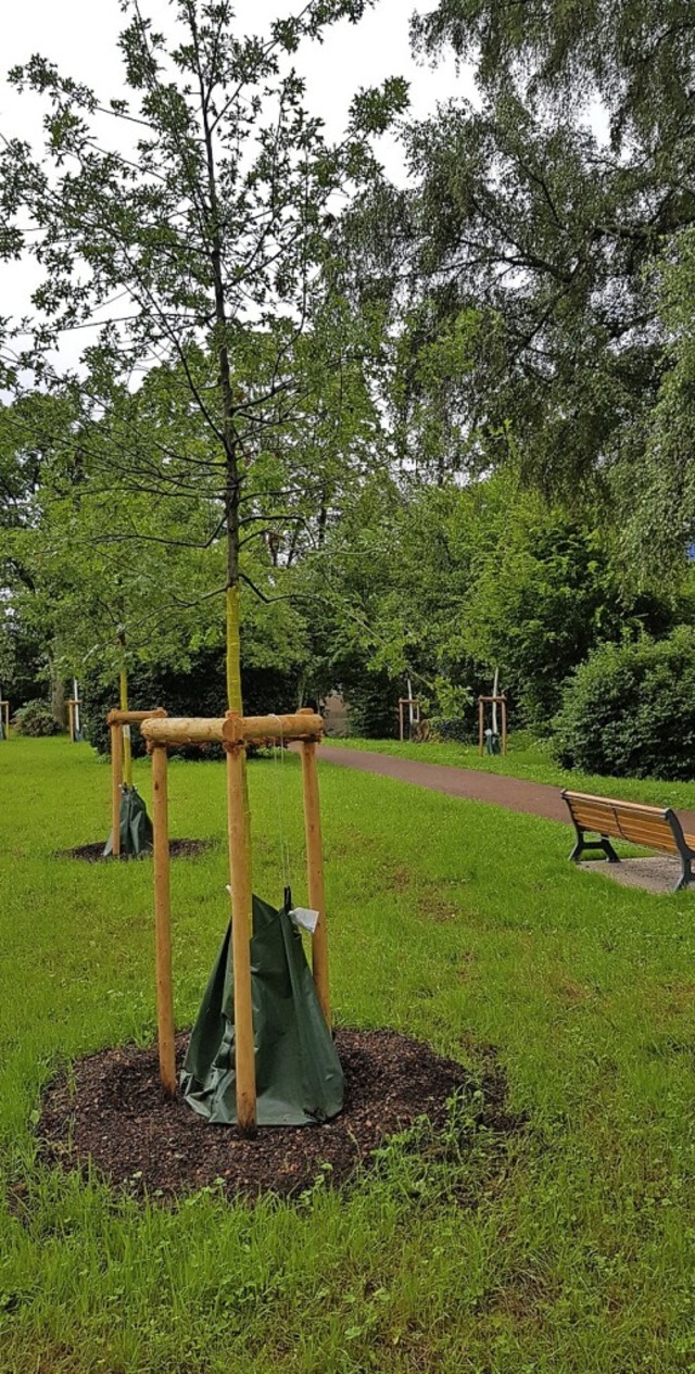 Neue Bume gepflanzt haben  Stadtgrtner im Vollrath&#8217;schen Park.  | Foto: Gerhard Walser