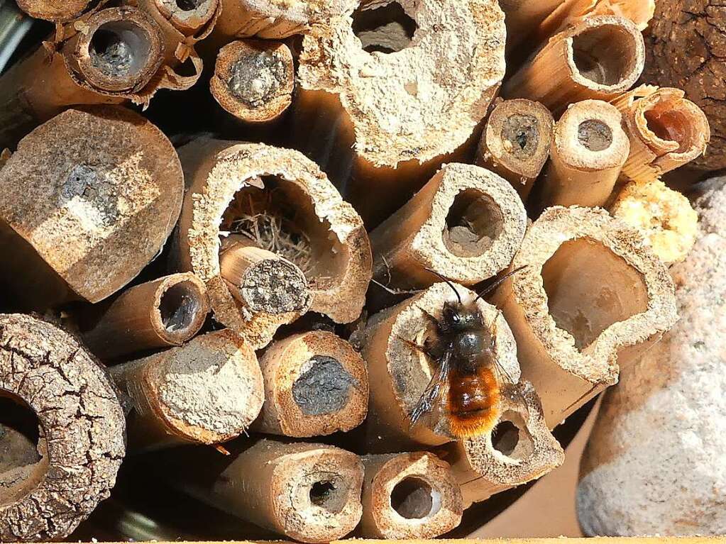 Dorothea Nusser-Schz beobachtet, wie die Mauerbiene Einzug ins Insektenhotel hlt.