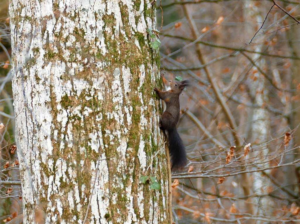 Das Eichhrnchen kletterte in Freiamt eifrig den Baum nach oben und posierte fr Christine Praml.