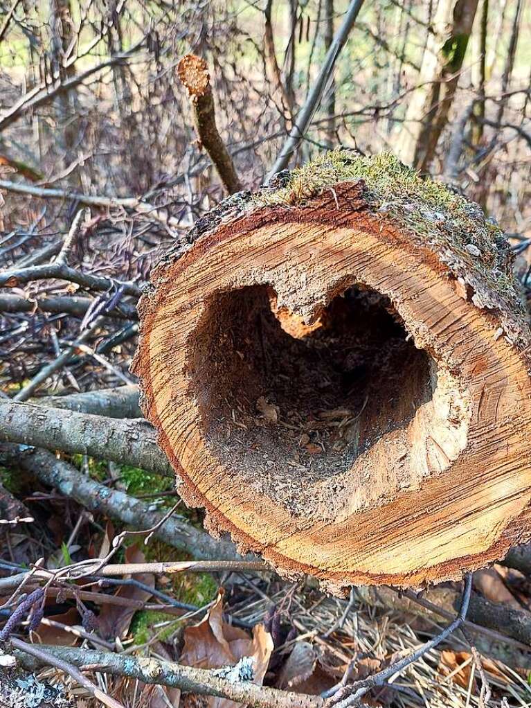 Herzliche Gre aus dem Wald an Fotografin Christine Praml