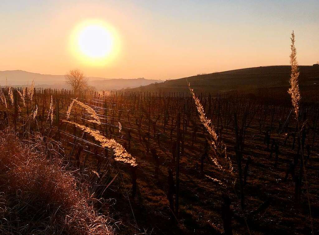 Abendsonne bringt Grser zum Strahlen, findet Frank Schauer.