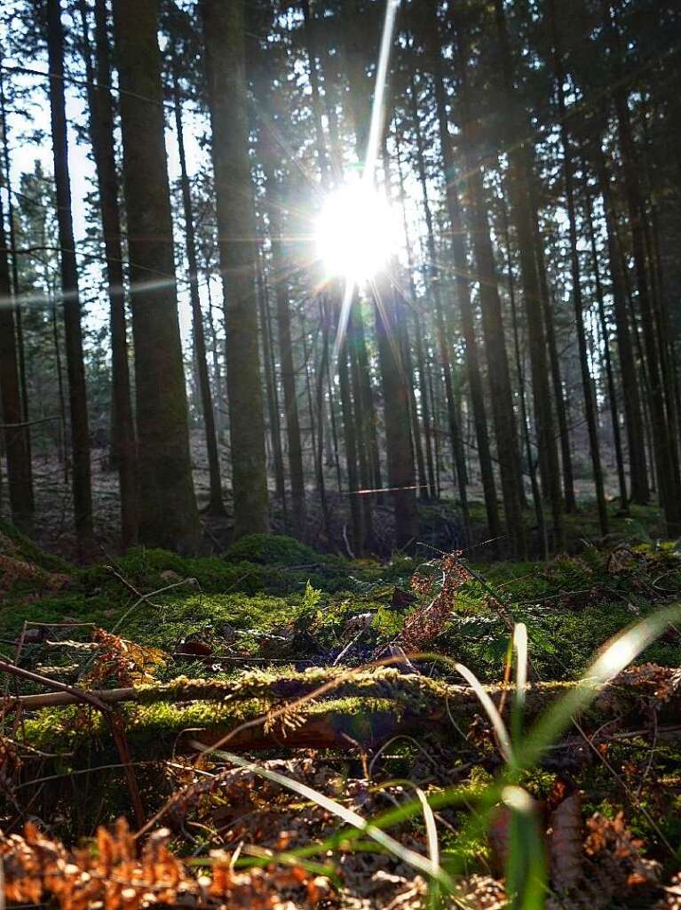 Einen sonnigen Gru zwischen den Bumen fing Christine Praml ein.