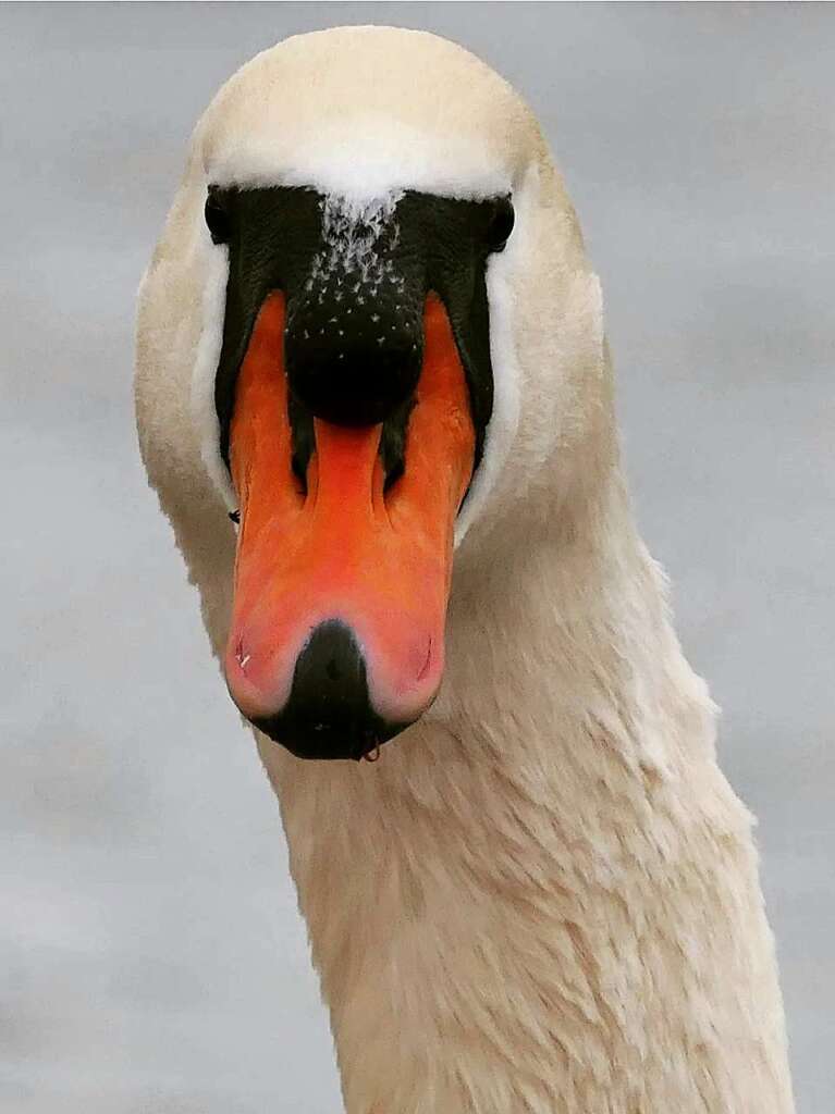 Mein lieber Schwan! Dieses Prachtexemplar entdeckte Christine Praml aus Wyhl.