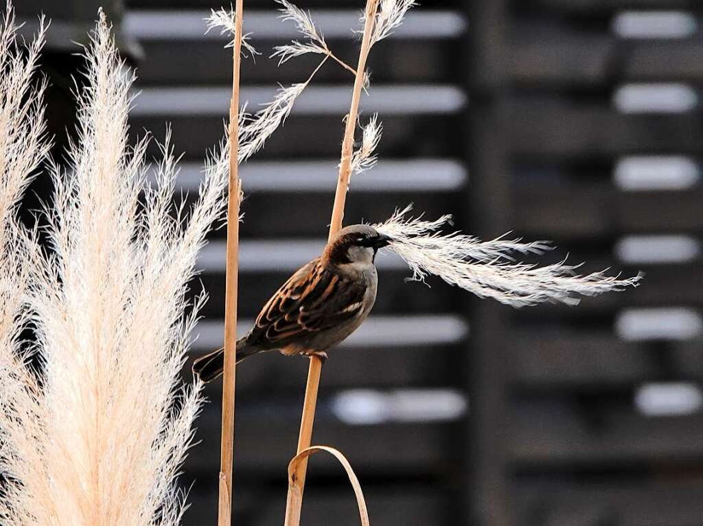 Ein Singvogel im Garten von Konrad Saier sammelt voller Hingabe sein Nestmaterial.