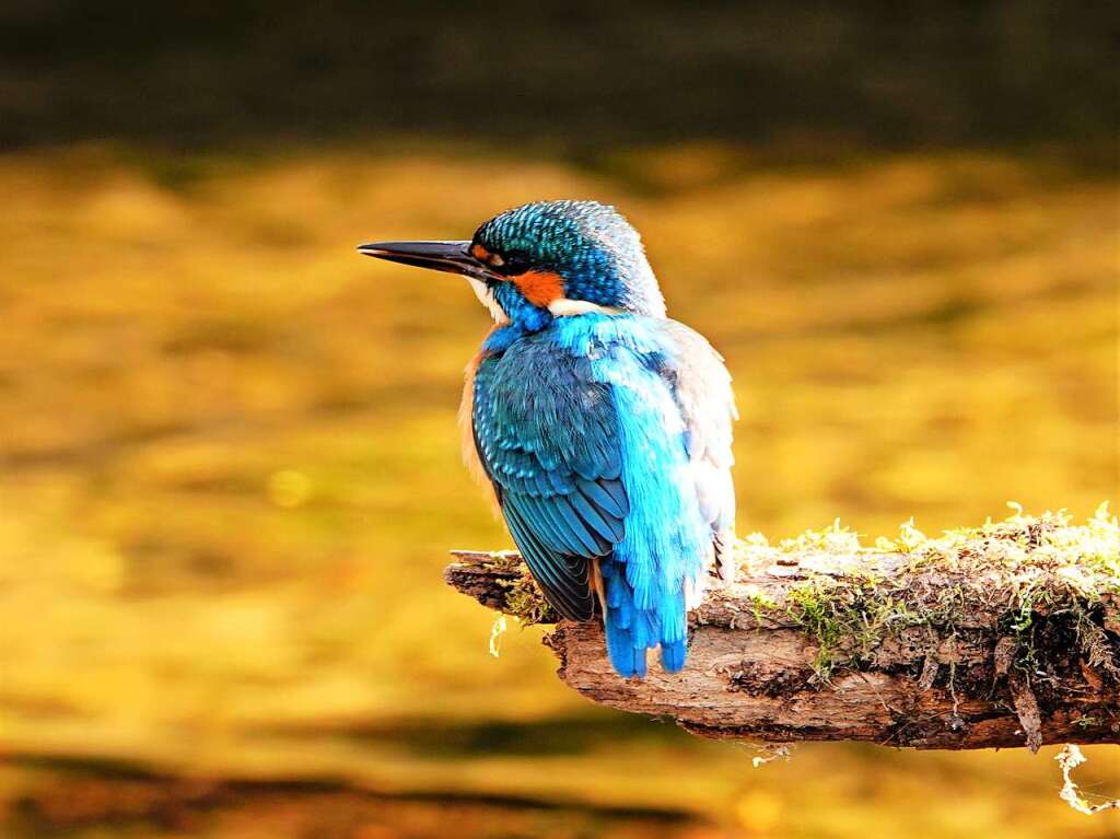 Ein Eisvogel, der die ersten Sonnenstrahlen eines khlen Morgens geniet, eingefangen von Konrad Saier.