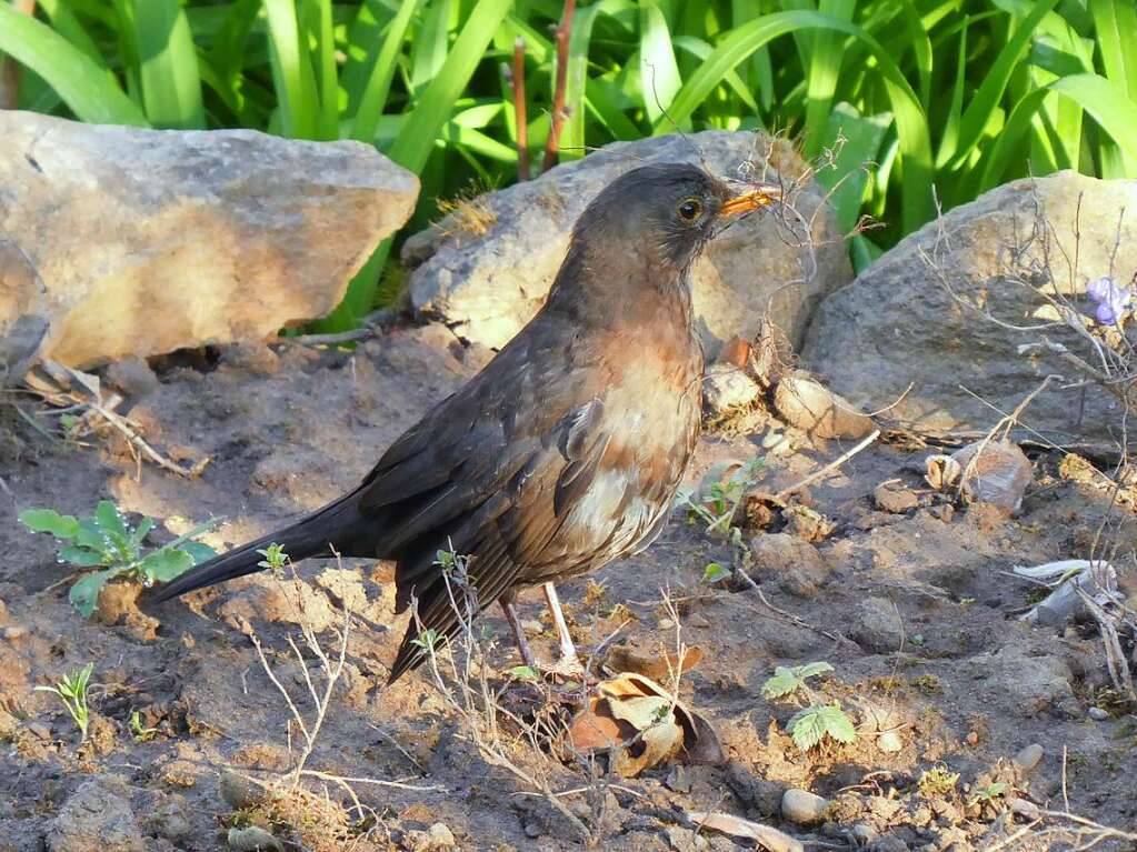 Eine Amsel beim Nestbau im Garten von Herrmann Hmmerle