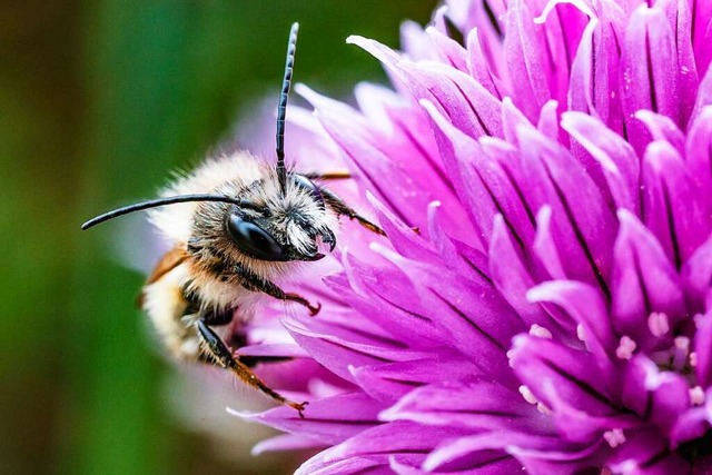 Ntzliche Hautflgler: Bienen bestube...zen und erhalten so die Biodiversitt.  | Foto: Frank Zisler