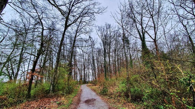 Der Wald bei Hsingen, der nach dem Ei...ncher Gemeinderte immer lichter wird.  | Foto: Maja Tolsdorf