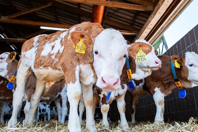 Klber in einem Bullenmastbetrieb: Bei... der Aufzucht der Tiere zu achten ist.  | Foto: Guido Kirchner