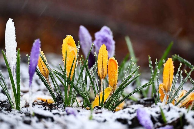 Mestetten: Schnee liegt auf Boden und auf Krokussen, die am Wegesrand stehen.  | Foto: Felix Kstle (dpa)