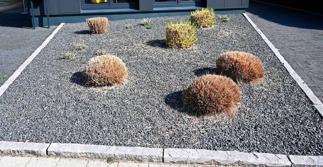 Mit Schotter gegen Schottergrten: In ... wenn der Schottergarten verschwindet.  | Foto: Carmen Jaspersen