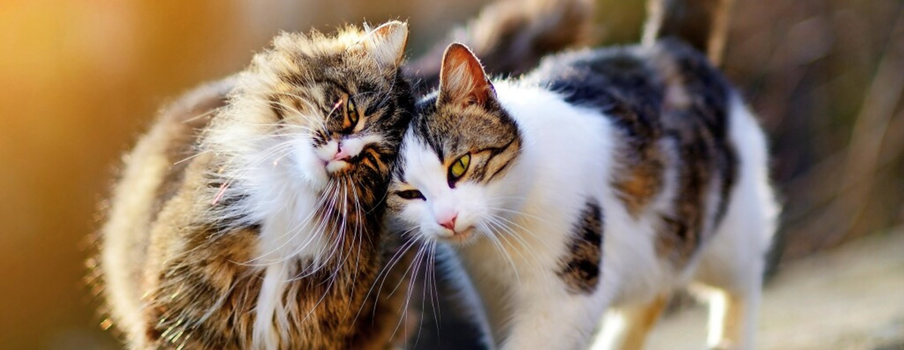 Freigngerkatzen mssen in Titisee-Neu...chnet, registriert und kastriert sein.  | Foto: MNStudio (stock.adobe.com)