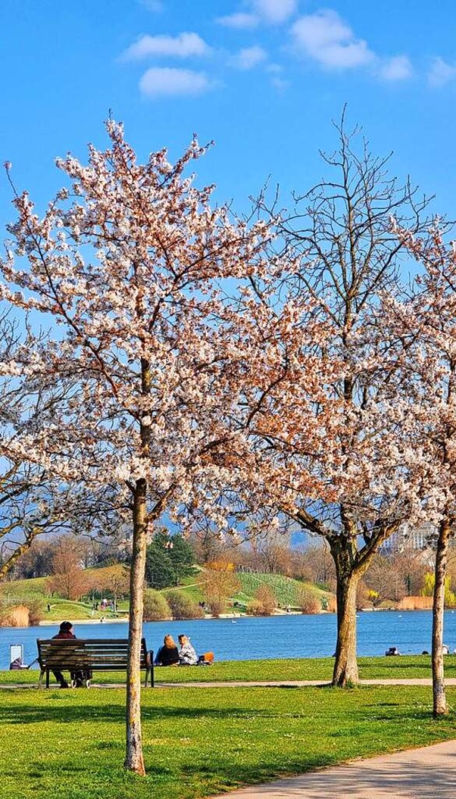 Blten und Sonnenschein am Flckigersee.  | Foto: Barbara Westphal