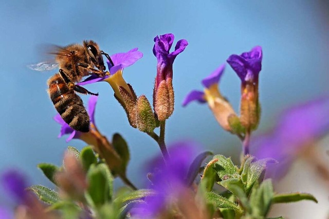 Biene gnnt sich einen Schluck.  | Foto: christine Lw
