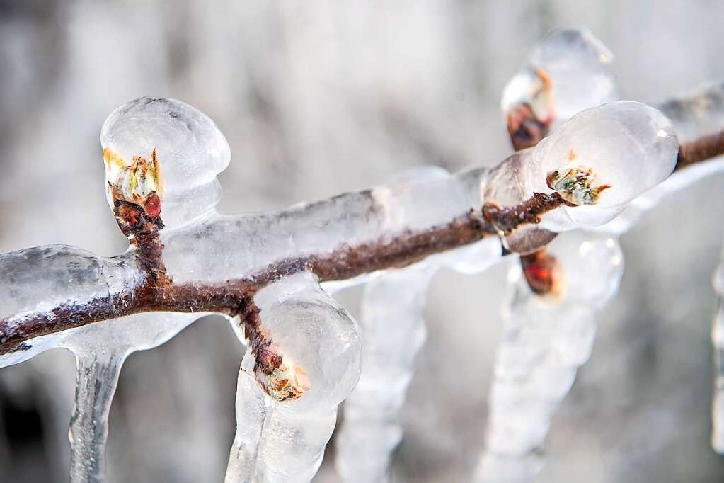 The fruit tree blossoms in the region are threatened with icy hardship – Breisgau-Hochschwarzwald district