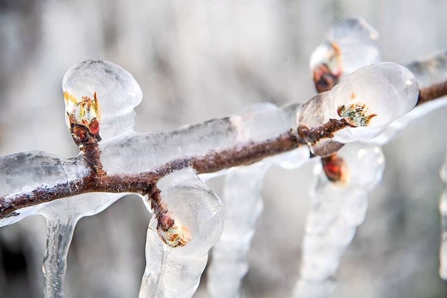 Eis soll die Blten von Obstbumen vor... ber die notwendige Beregnungsanlage.  | Foto: Sina Schuldt