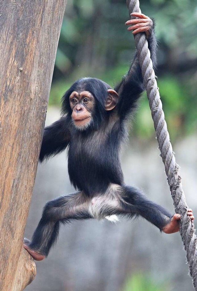 Ein neugieriger Schimpanse hlt Ausschau.  | Foto: Sebastian Willnow