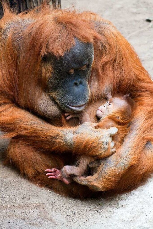 Eine Orang-Utan Mama mit ihrem Baby  | Foto: Leipziger Zoo