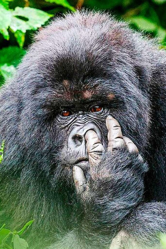 Ein Gorilla bohrt in der Nase  | Foto: begoa tortosa/EyeEm (stock.adobe.com)