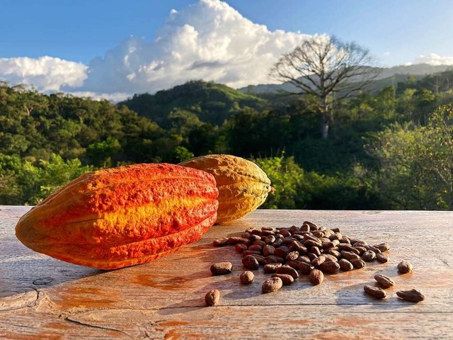 Es ist  eine schwere Arbeit, Kakaofrc...wa ein Kilogramm Kakaobohnen (rechts).  | Foto: Michael Metz