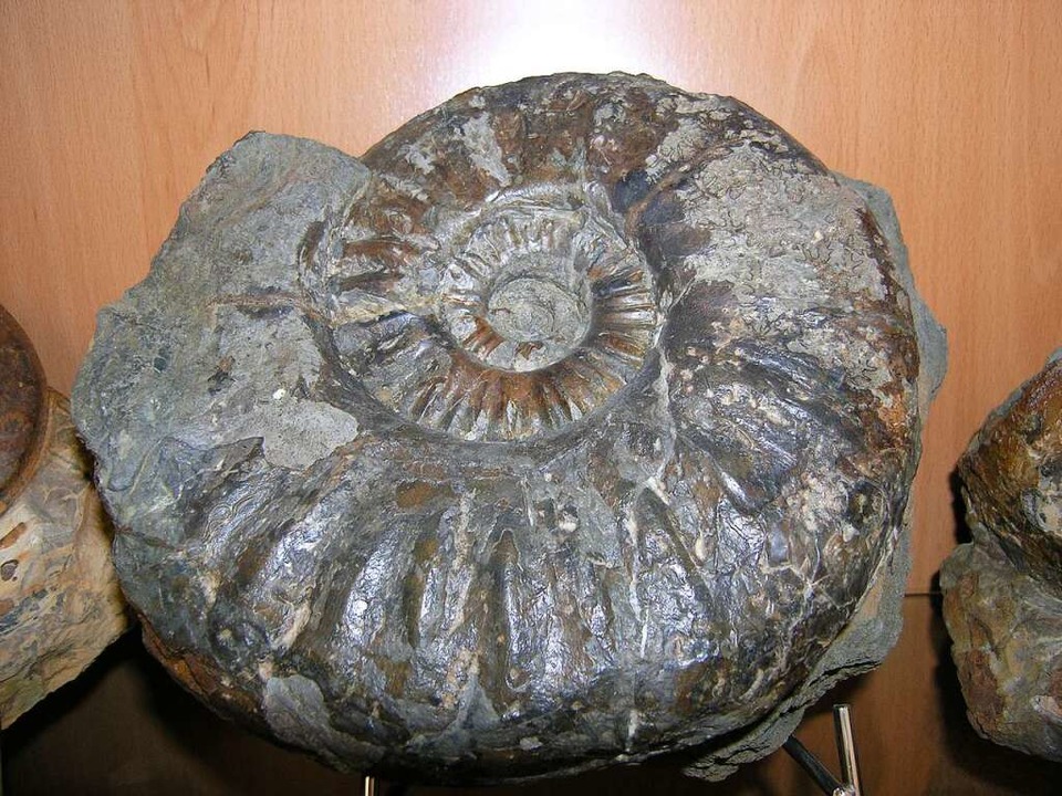 Ammoniten im Verwaltungsgebäude der Deponie.   | Foto: Michael Haberer