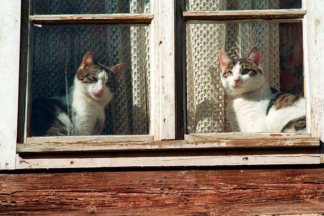 Katzen schauen aus einem Fenster. Um f... zu erheben, wre der Aufwand zu gro.  | Foto: Matthias Bein