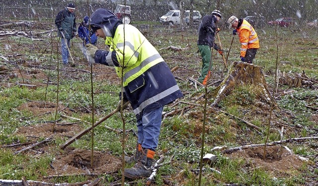 50 Helferinnen und Helfer beteiligten ...an der Baumpflanzaktion in Forchheim.   | Foto: Roland Vitt