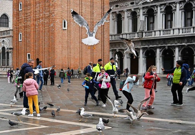 500 Mwenpaare gibt es in Venedig. Zuviel, meinen die Hotelbesitzer.  | Foto: TIZIANA FABI