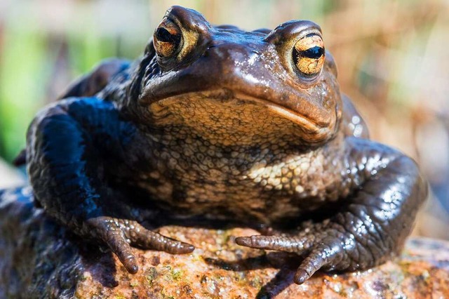 Amphibien haben es immer schwerer passende Lebensrume fr sich zu finden.  | Foto: Patrick Pleul