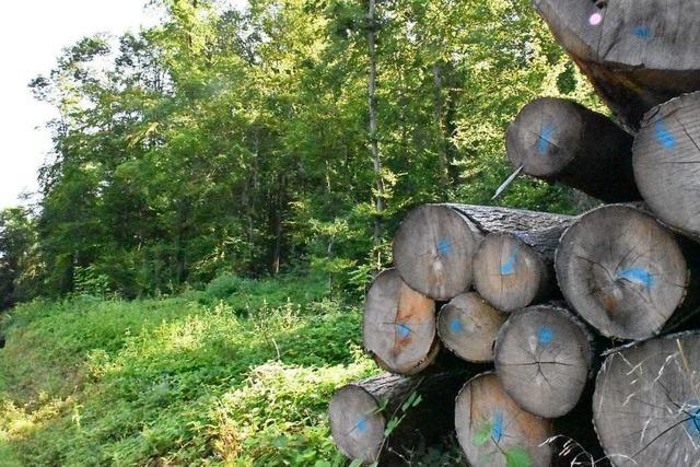 Mit einem Plan soll die Waldwirtschaft in Lörrach nachhaltiger werden