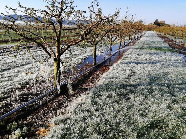 Unterkronen- Frostberegnung im Steinob...t die darber liegenden Bltenanstze.  | Foto: Winfried Kninger