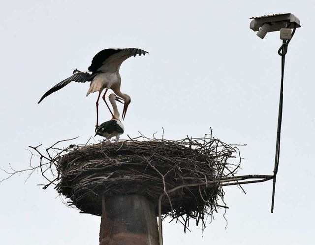 Karli und Rosi haben das Nest auf dem Denzlinger Storchenturm bezogen.  | Foto: Markus Zimmermann