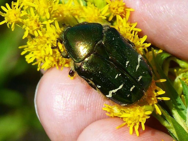 Der ganze Krper des Rosenkfers glnzt metallisch goldgrn.  | Foto: Heinz Scholz