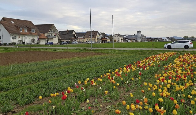 In einem Grnzug am westlichen Ortsein...die Busverknpfungsanlage entstehen.    | Foto: Gerhard Walser