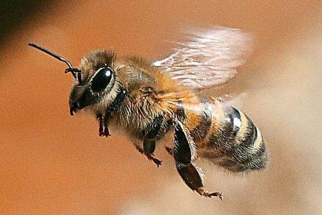 Viele Anfragen fr Bienenschule beim Imkerverein Freiburg