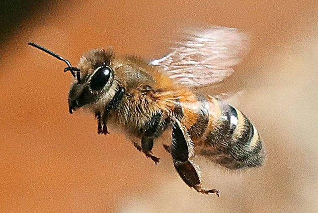 Eine Honigbiene fliegt eine Blte an.  | Foto: Wolfgang Kumm