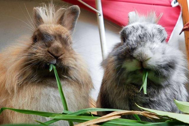 Fr Kaninchen gefhrliche Chinaseuche in Herbolzheim aufgetreten