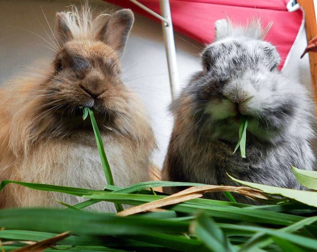 Fr Kaninchen ist Rabbit Haemorrhagic Disease oder Chinaseuche oftmals tdlich.  | Foto: Jennifer Jahns