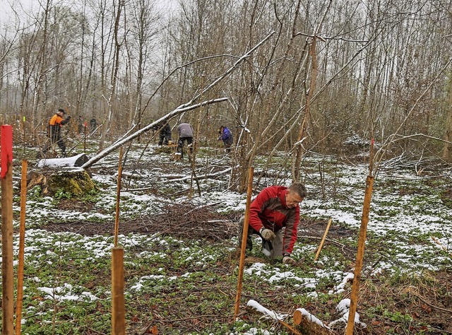 Helfer bei der Pflanzaktion im Grafenhausener Wald   | Foto: Sandra Decoux