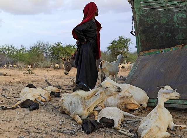 Eine Frau ist mit den letzten Tieren i...nnenflchtlinge in Somalia angekommen.  | Foto: Saddam Mohammed (dpa)